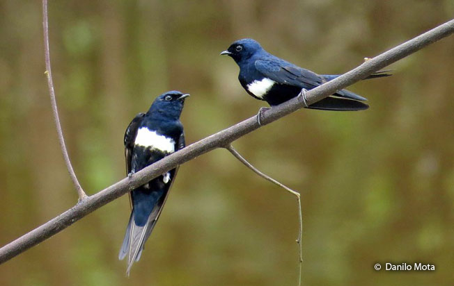 white-banded_swallow