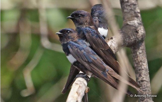 white-banded_swallow