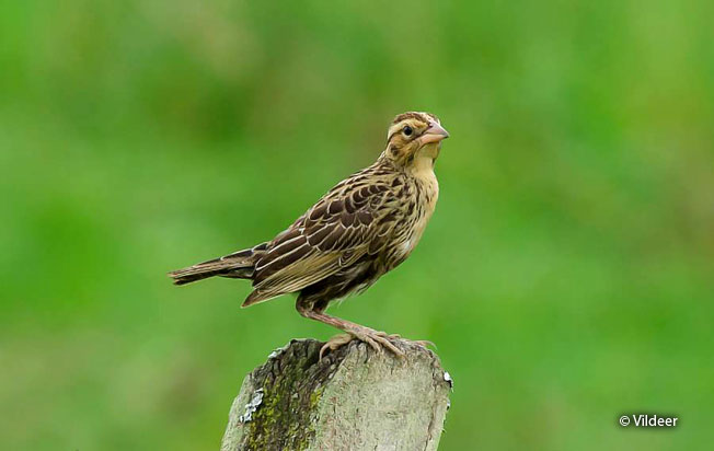 white-browed_blackbird