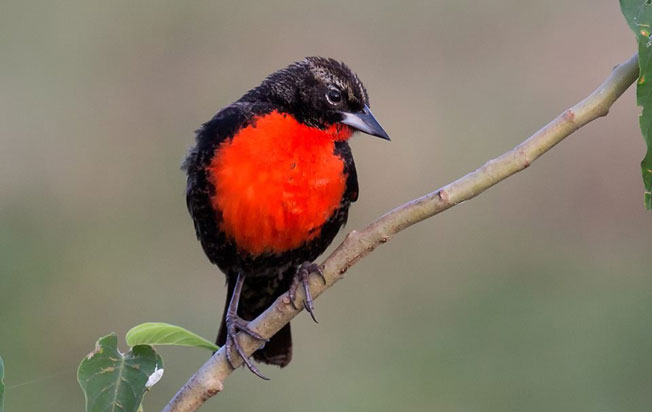 white-browed_blackbird