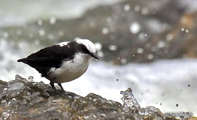 white-capped_dipper