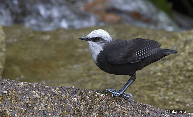 white-capped_dipper