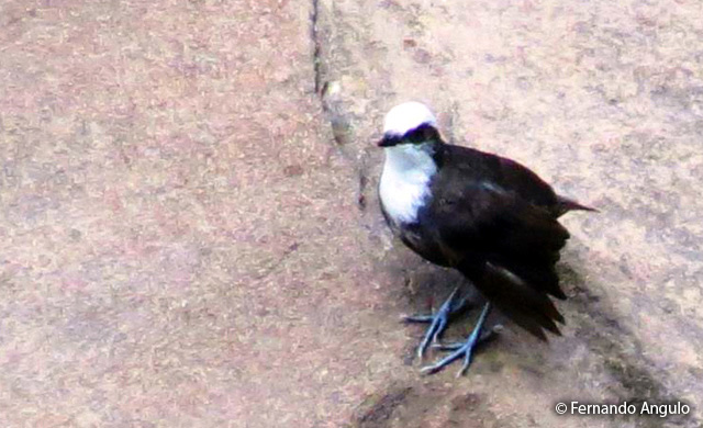 white-capped_dipper