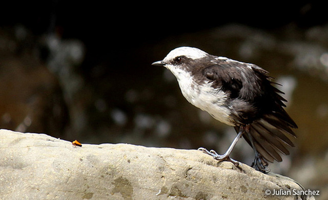 white-capped_dipper