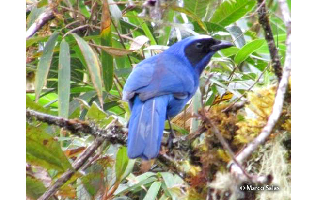 white-collared_jay