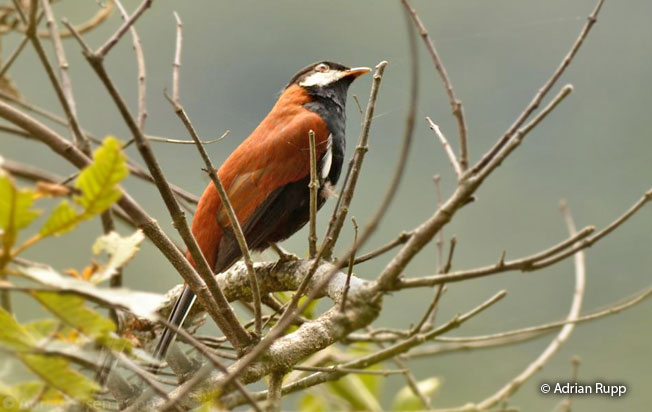 white-eared_solitaire