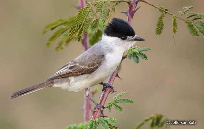 white-naped_xenopsaris