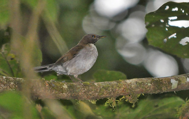 white-necked_thrush