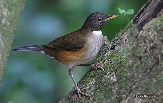 white-necked_thrush