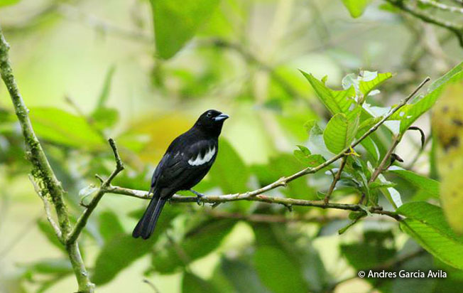 white-shouldered_tanager-