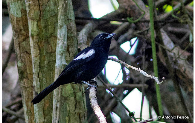 white-shouldered_tanager-