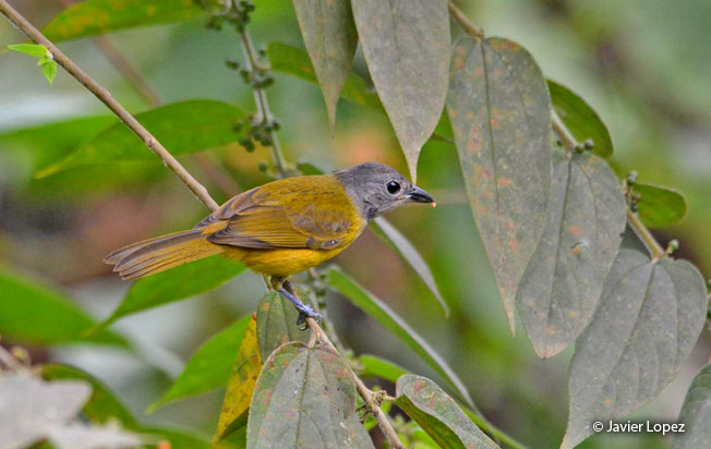 white-shouldered_tanager-