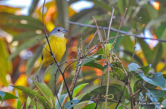 white-shouldered_tanager-