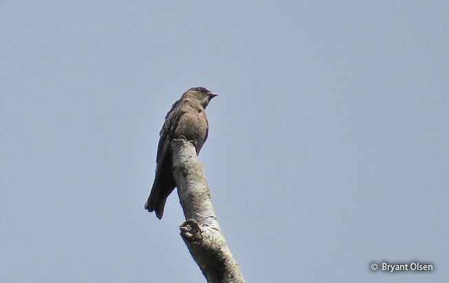 white-thighed_swallow