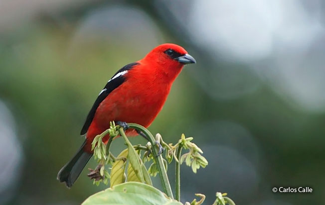 white-winged_tanager