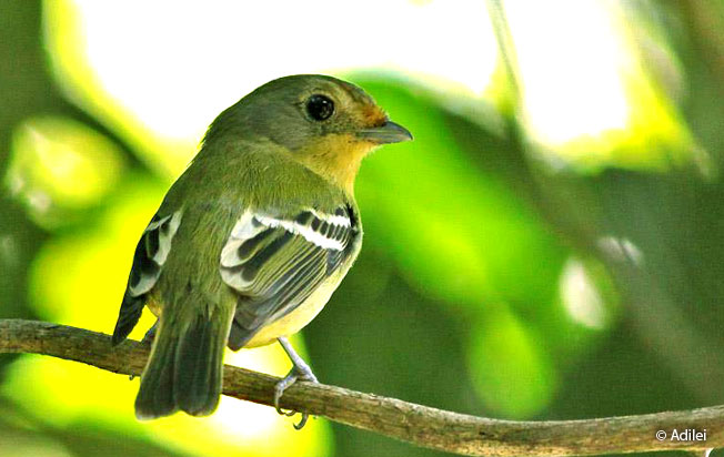 wing-barred_piprites