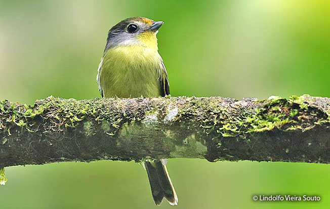 wing-barred_piprites