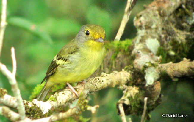 wing-barred_piprites
