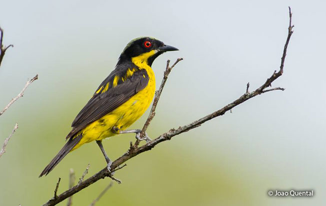 yellow-bellied_dacnis