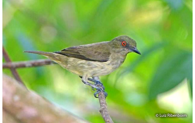 yellow-bellied_dacnis