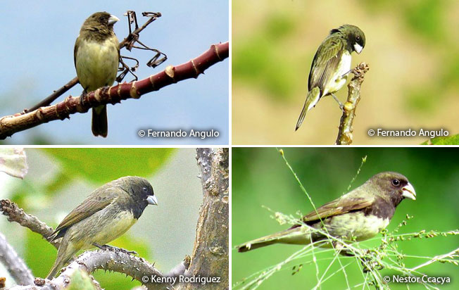 yellow-bellied_seedeater