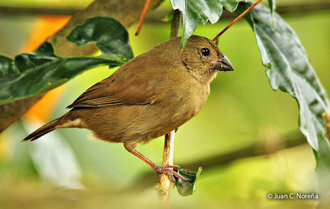 yellow-bellied_seedeater