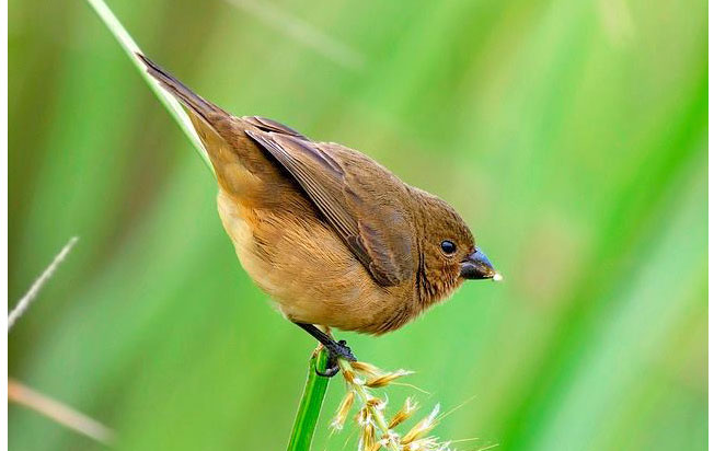 yellow-bellied_seedeater