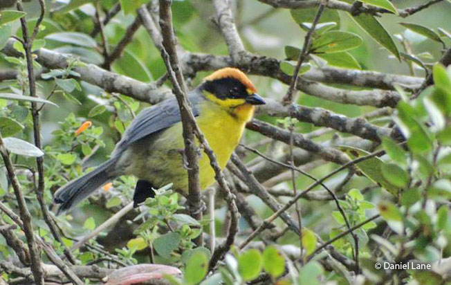 yellow-breasted_brush-finch