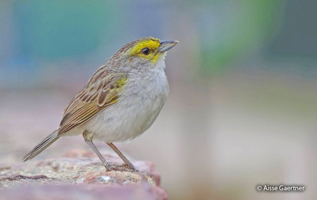 yellow-browed-sparrow