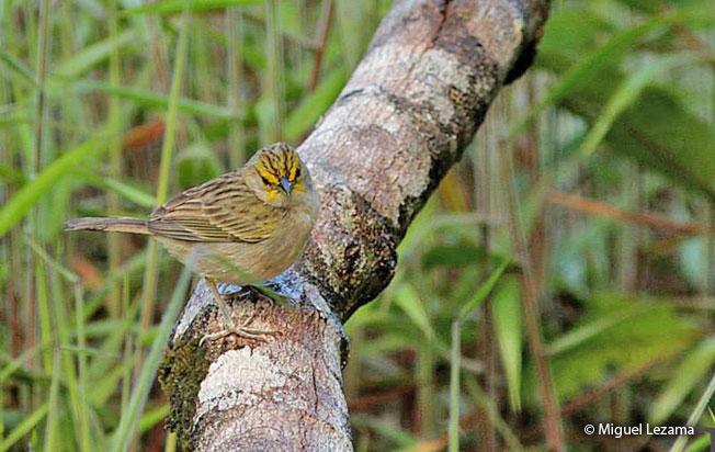 yellow-browed-sparrow