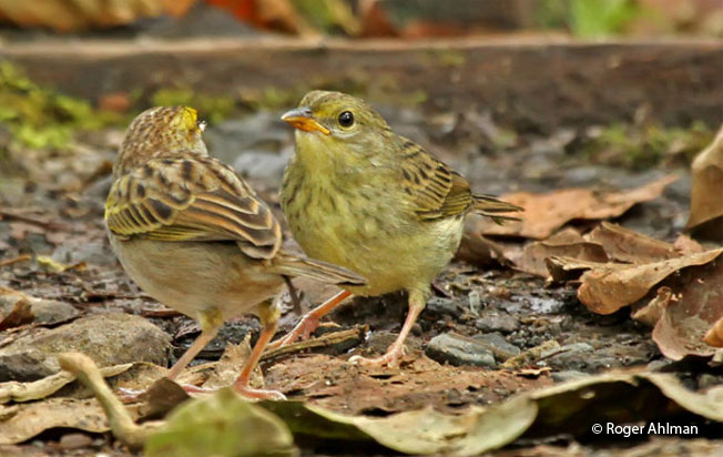 yellow-browed-sparrow