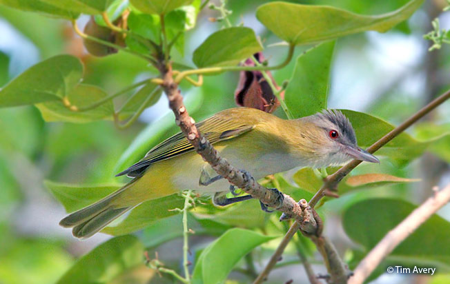 yellow-green_vireo