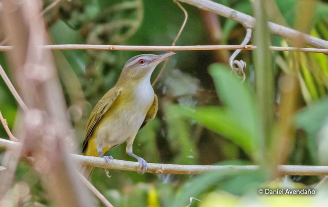 yellow-green_vireo