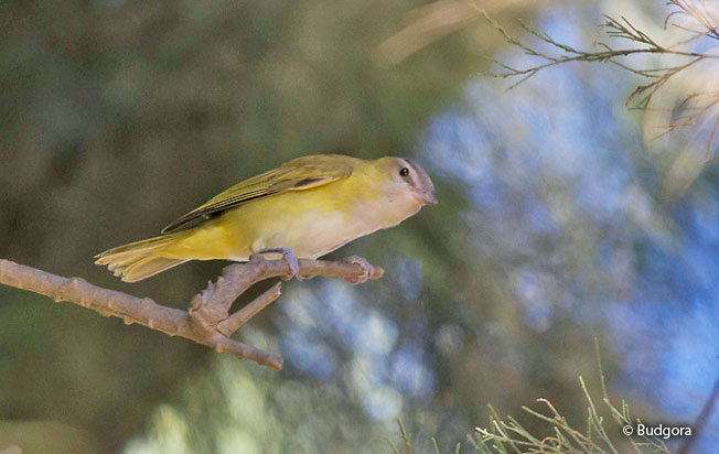 yellow-green_vireo