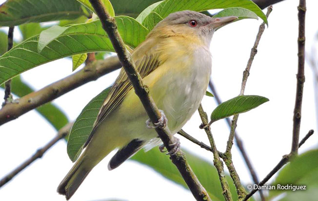 yellow-green_vireo