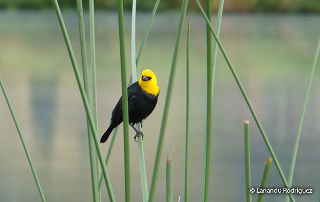 yellow-hooded_blackbird