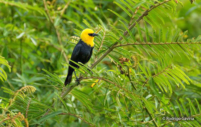 yellow-hooded_blackbird