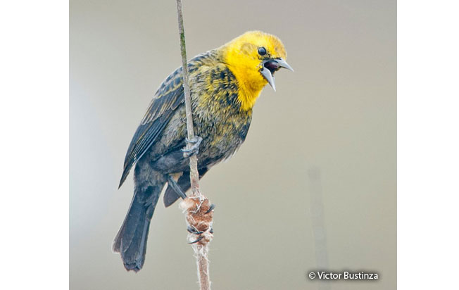 yellow-hooded_blackbird