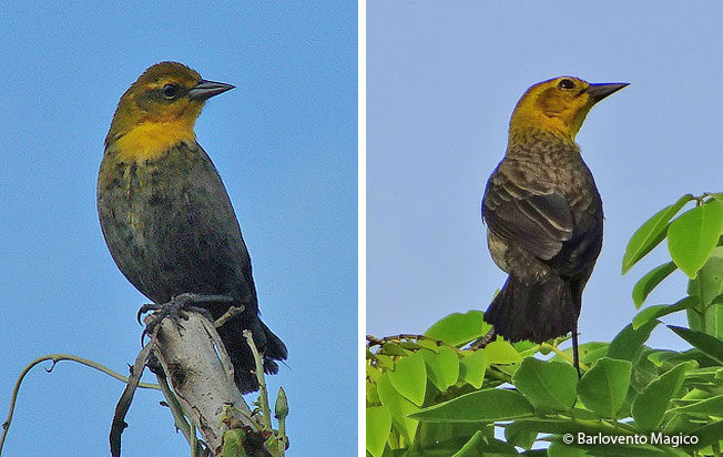 yellow-hooded_blackbird