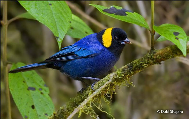 yellow-scarfed_Tanager