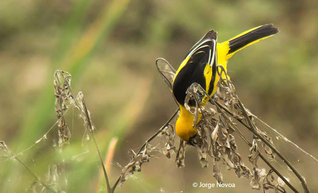 yellow-tailed-oriole