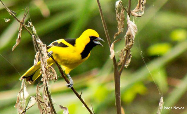 yellow-tailed-oriole