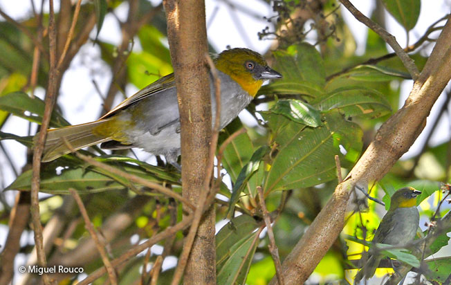 yellow-throated-chlorospingus