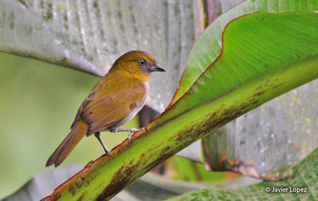 yellow-throated-chlorospingus