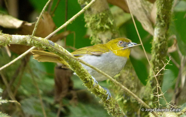 yellow-throated-chlorospingus