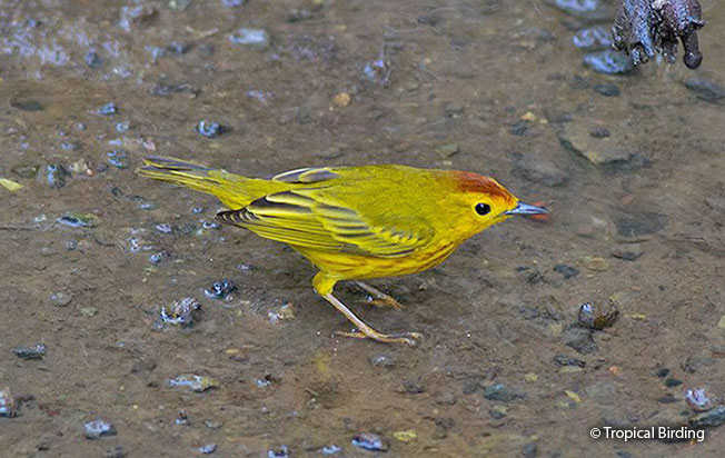 yellow-warbler