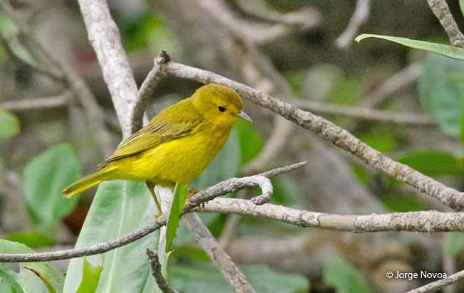 yellow-warbler