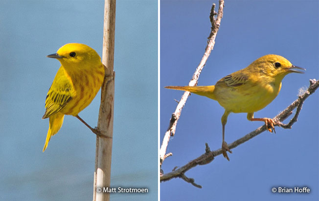 yellow-warbler