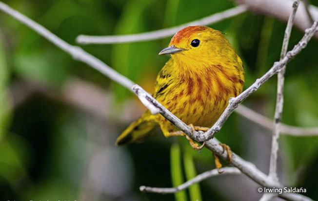 yellow-warbler