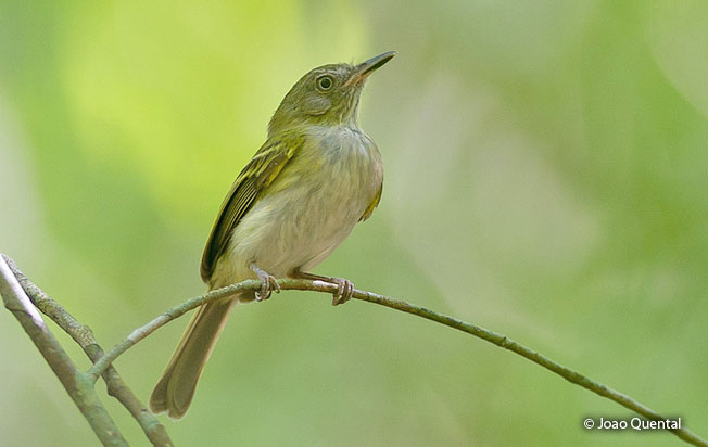 zimmer's_tody-tyrant